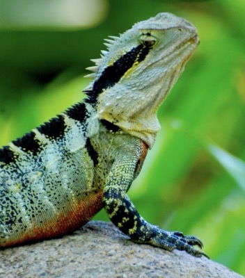 het reptielenbrein